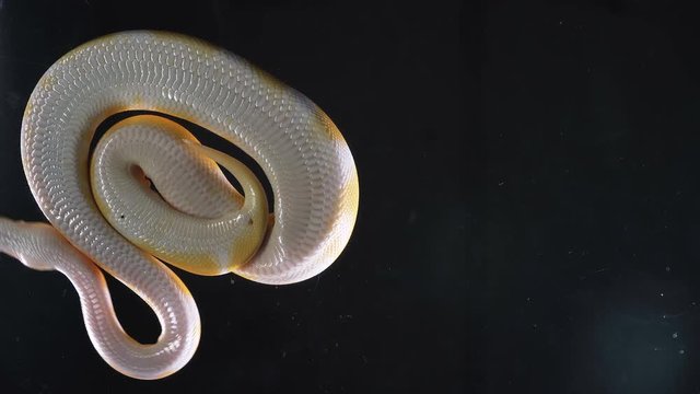 Footage albino royal phyton, camera rushed down
