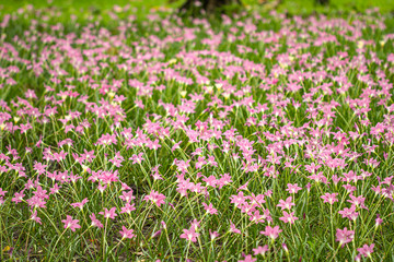 The evening park has beautiful sunshine