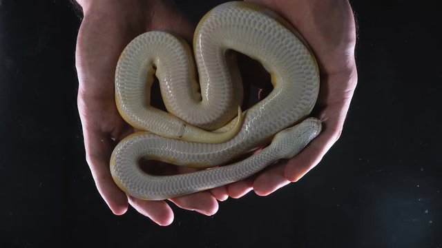 Footage of albino ball royal phyton in hands