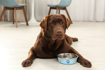 Cute friendly dog lying near feeding bowl on floor in room