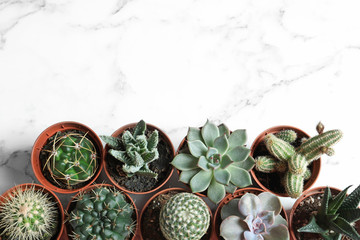 Flat lay composition with different succulent plants in pots on marble table, space for text. Home...