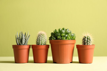 Beautiful succulent plants in pots on table against yellow green background, space for text. Home decor