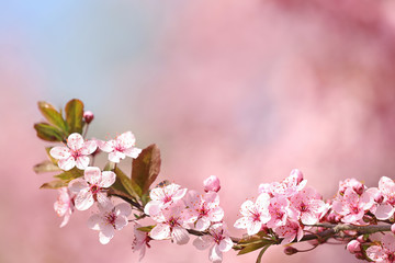 Branch of blossoming spring tree with tiny flowers on blurred background. Space for text
