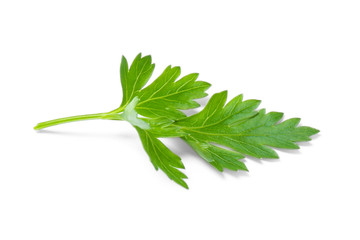 Fresh green organic parsley on white background