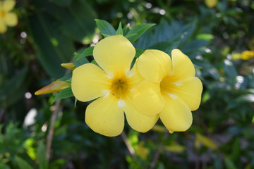 Yellow flower