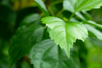 Closeup nature view of green leaf on bturred greenery 