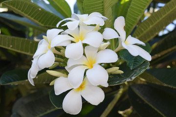 White bouquet flower on a tree