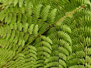 Fractal leaf of fern