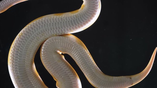 Footage of albino ball royal phyton