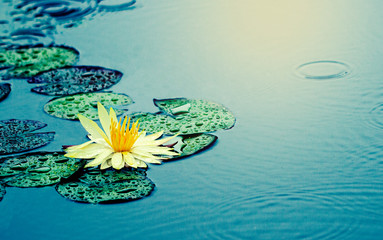 Fototapeta na wymiar Beautiful Thai Lotus that have been appreciated with dark blue water surface