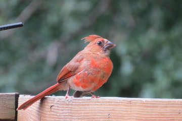 Cardinal Baby