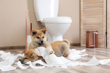 Adorable Akita Inu puppies playing with toilet paper at home