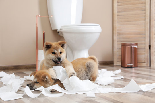 Adorable Akita Inu Puppies Playing With Toilet Paper At Home