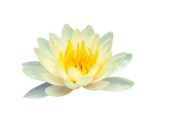 Thai Lotus Flower is separated into the background.
