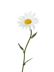 Beautiful tender chamomile flower on white background