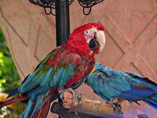 Medium close up of two colorful parrots perched on a tree trunk with a pole