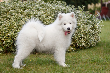 White puppy samoyed husky