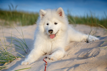 White puppy samoyed husky