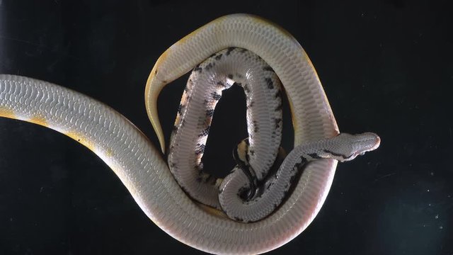 Video of albino ball and royal phytons