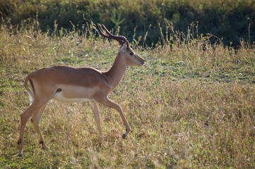 Impala in grassy meadow