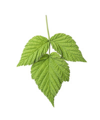 Fresh green raspberry leaves on white background