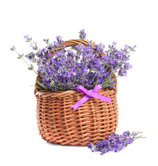 Fresh lavender flowers in basket on white background