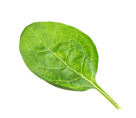 Fresh green healthy baby spinach leaf isolated on white