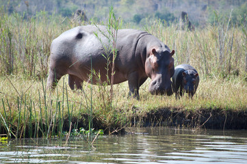 Mother and babby hippo standing on bank of river