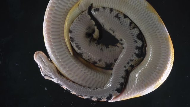 Video albino ball and royal phytons