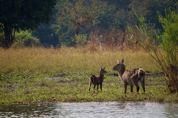 Mother and baby waterbuck by river