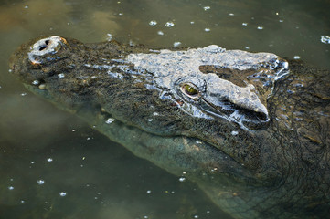 crocodile watching from water