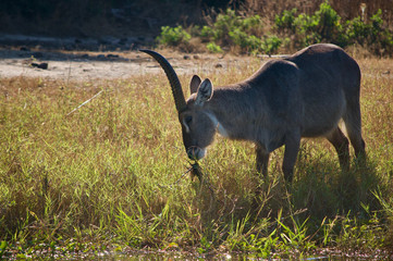 Waterbuck grazing by river