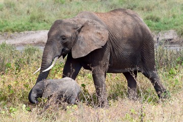 Naklejka na ściany i meble Mother and calf African Elephants walking 2