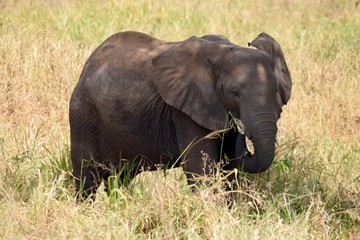 Obraz premium African Elephant grazing 2