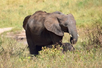 African Elephant calf 2