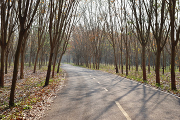 Open curve road of Farmland roads with rubber plantation, , Leaves turn to brown and fall to the ground, Southeast Asia, Thailand