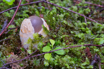 Amanita vaginata