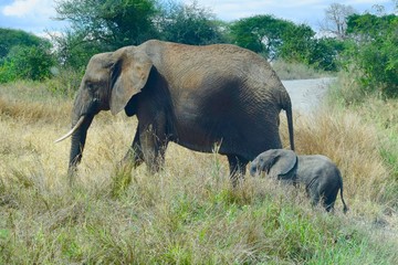 Mother and calf African Elephant 6