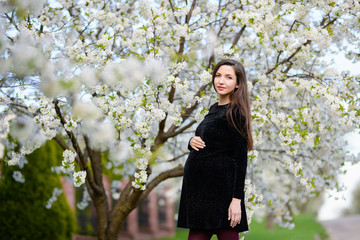 Pregnant brunette in the flowered park. The brunette in a dark dress poses in the blossoming apple orchard, the dress hiding pregnant