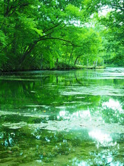 北海道の秘境 富良野 鳥沼公園