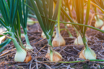 Close-up of white onion that growing in organic soil with sunrise background waiting for harvest season. Healthy food concept.
