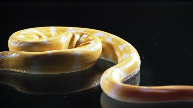 Footage of albino phyton on black glass