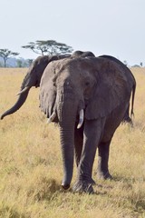 Fototapeta premium African Elephant parade 5