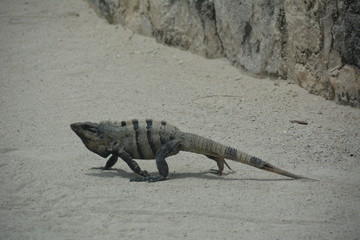 Walking Iguana