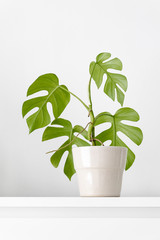 Modern houseplants in a ceramic pot with the white wall for copy space, minimal creative home decor concept, Rhaphidophora Tetrasperma or Mini Monstera