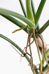 Close up the aerial root of Philodendron on a white background, minimal modern houseplant care...