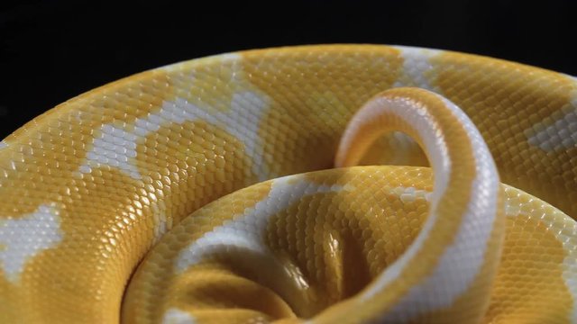 Footage of albino ball phyton skin