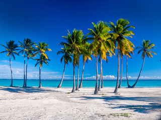 A Caribbean beach showing a line of palm trees on a white sandy beach with deep blue sky an azure sea. 