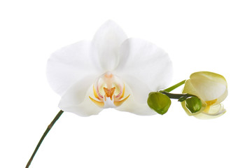 Orchid isolated on white background. © GLandStudio