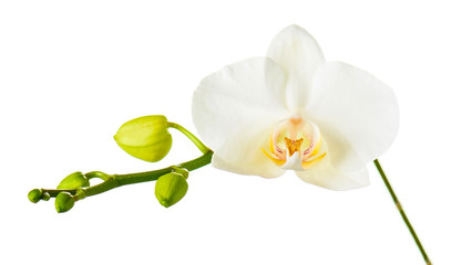 Naklejka na ściany i meble Orchid twigs isolated on white background.